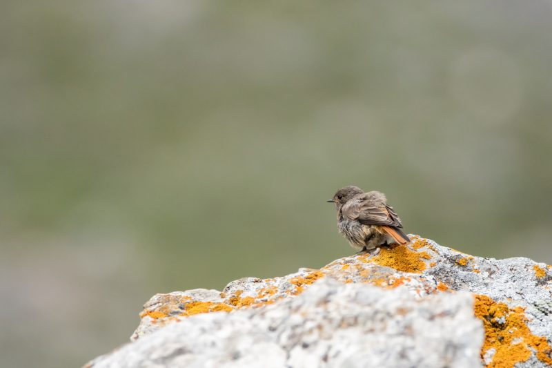 Rougequeue noir juvénile